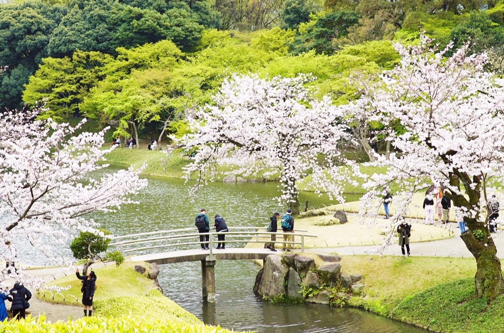 春だ！桜だ！お花見企画＠水道橋⇒飯田橋