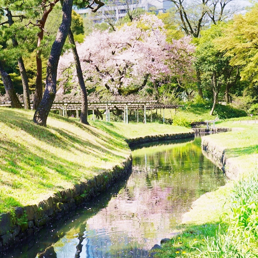 小石川後楽園　満開の桜