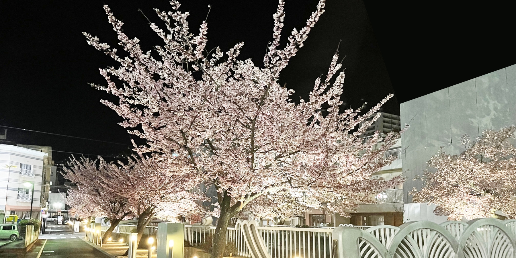 日本一早咲きの桜と新年初の花火大会@熱海